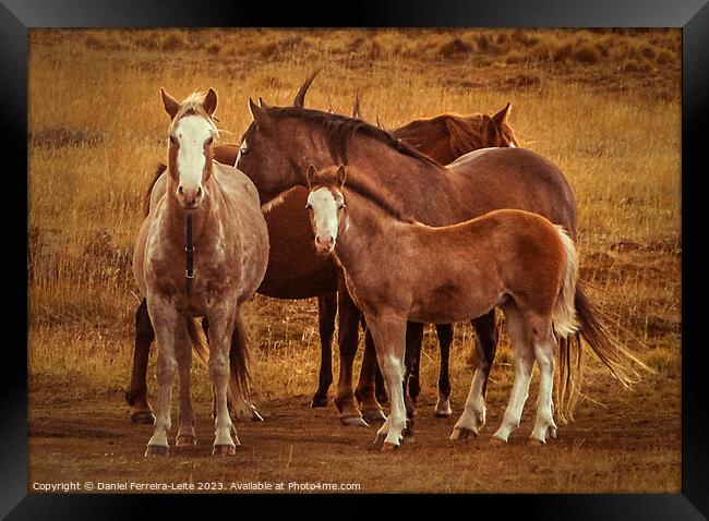 Wild horses at patagonia landscape Framed Print by Daniel Ferreira-Leite
