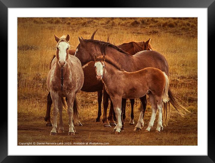 Wild horses at patagonia landscape Framed Mounted Print by Daniel Ferreira-Leite