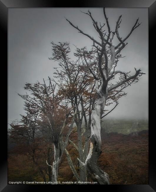 Nature's Resilience: Tierra del Fuego Forest, Argentina Framed Print by Daniel Ferreira-Leite