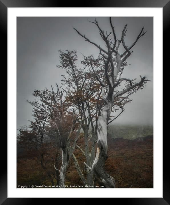 Nature's Resilience: Tierra del Fuego Forest, Argentina Framed Mounted Print by Daniel Ferreira-Leite
