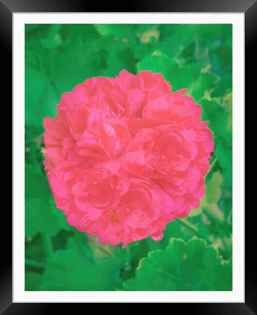 Rose over plants top view shot Framed Print by Daniel Ferreira-Leite
