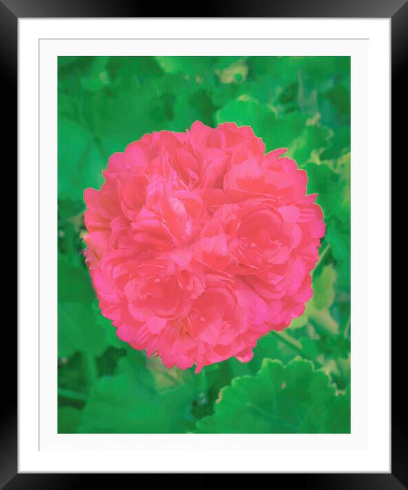 Rose over plants top view shot Framed Mounted Print by Daniel Ferreira-Leite