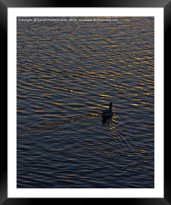 Lonely Duck Swimming at Lake at Sunset Time Framed Mounted Print by Daniel Ferreira-Leite