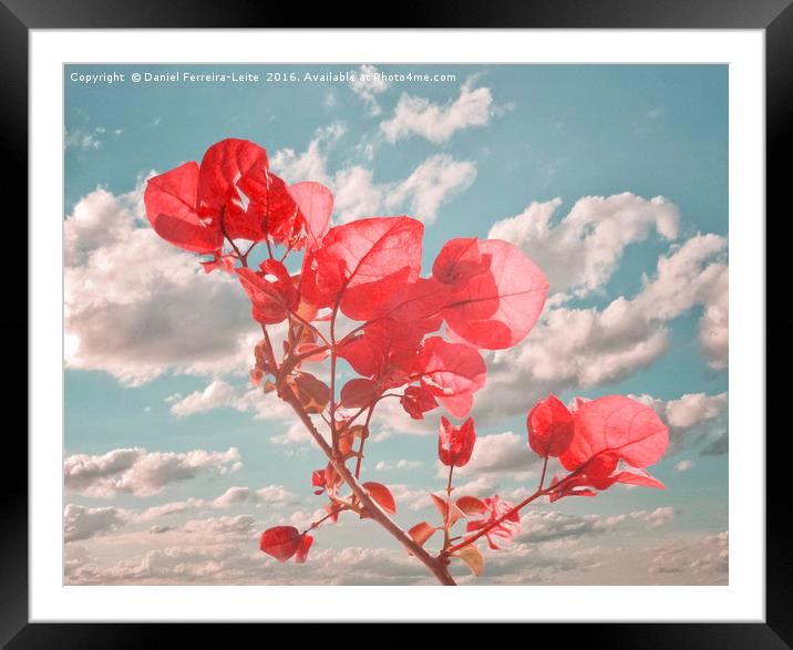 Flowers in the Sky Inspired Photo Collage Framed Mounted Print by Daniel Ferreira-Leite