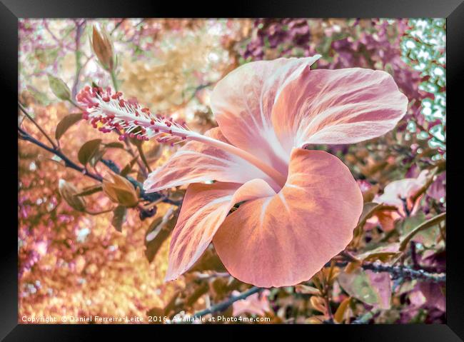 Fantasy Colors Hibiscus Flower Digital Art Framed Print by Daniel Ferreira-Leite