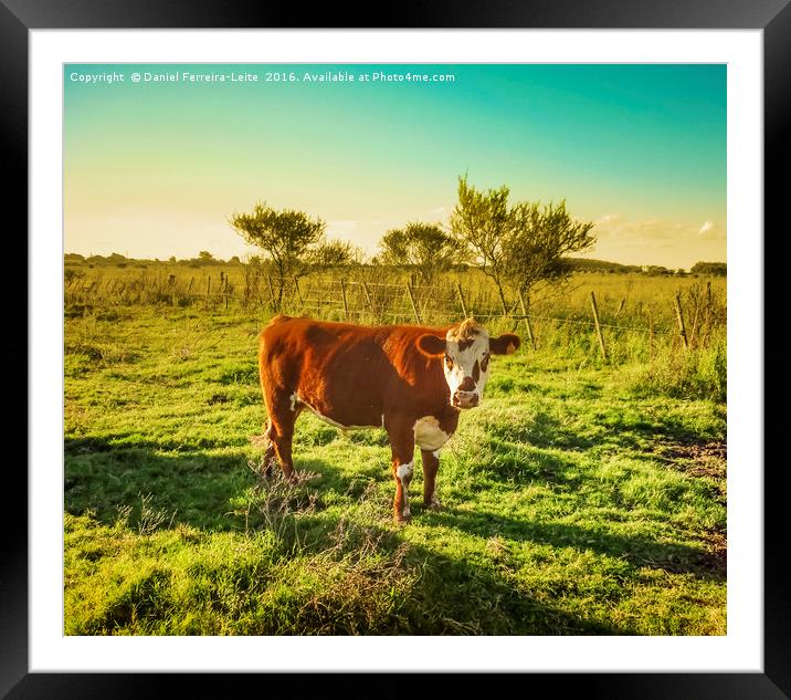 Cow in the Field Facing  the Camera Framed Mounted Print by Daniel Ferreira-Leite