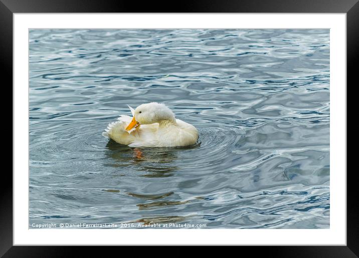 White Duck Preening at Lake Framed Mounted Print by Daniel Ferreira-Leite