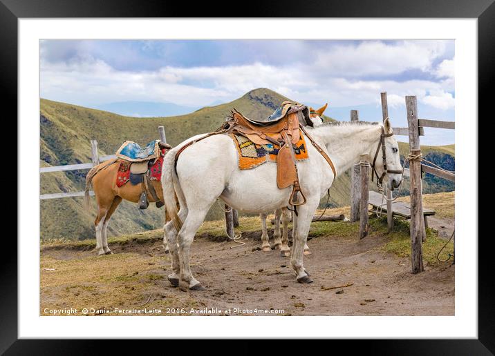 Two Horses Tied at the Top of Mountain in Quito Ec Framed Mounted Print by Daniel Ferreira-Leite