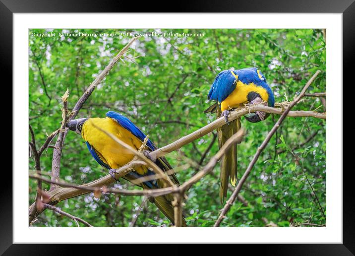 South American Colorful Parrots Framed Mounted Print by Daniel Ferreira-Leite