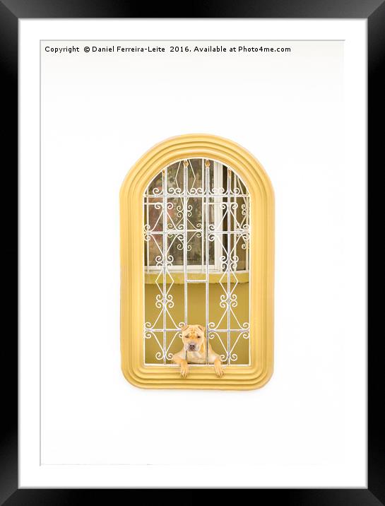 Dog Watching Through Windows House with Funny Expr Framed Mounted Print by Daniel Ferreira-Leite