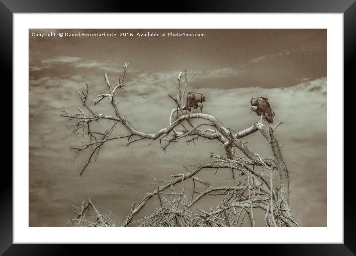 Vultures at Top of Tree Framed Mounted Print by Daniel Ferreira-Leite