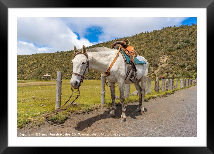 White Horse Tied Up at Cotopaxi National Park Ecua Framed Mounted Print by Daniel Ferreira-Leite