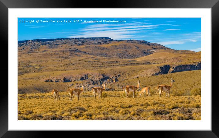 Group of Vicunas at Patagonia Landscape, Argentina Framed Mounted Print by Daniel Ferreira-Leite