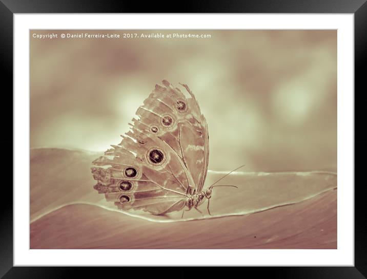 Patterned Wings Butterfly at Botanical Garden, Gua Framed Mounted Print by Daniel Ferreira-Leite