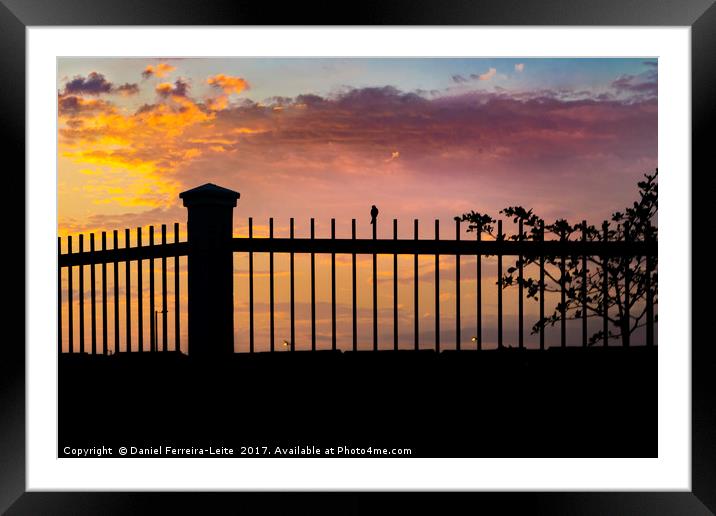 Sunset Scene Small Bird Over Fence Framed Mounted Print by Daniel Ferreira-Leite