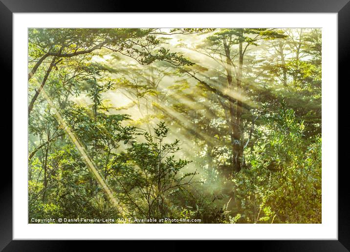 Queulat Park, Patagonia, Chile Framed Mounted Print by Daniel Ferreira-Leite