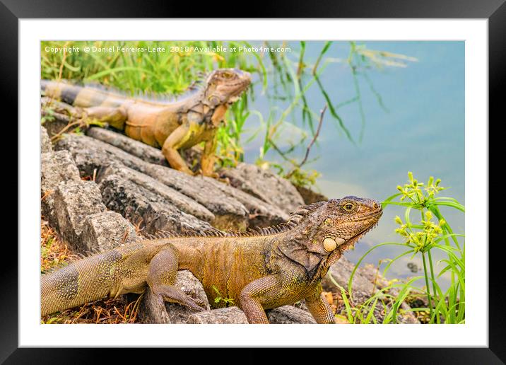 Iguanas at Shore of River Framed Mounted Print by Daniel Ferreira-Leite