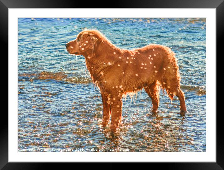 Dog at Shore of Beach Framed Mounted Print by Daniel Ferreira-Leite