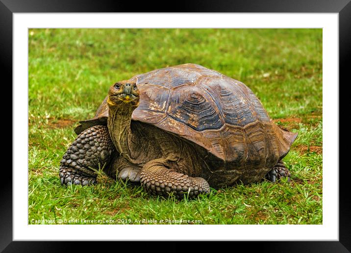 Galapagos Giant Turtle, Ecuador Framed Mounted Print by Daniel Ferreira-Leite