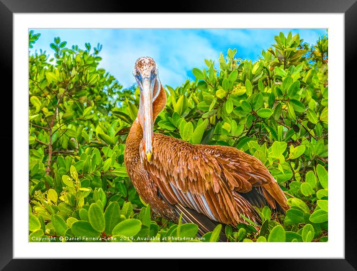 Big Pelican at Tree, Galapagos, Ecuador Framed Mounted Print by Daniel Ferreira-Leite