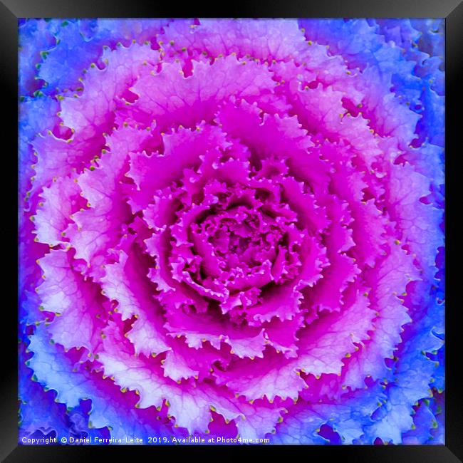Top View Pink and Blue Plant Framed Print by Daniel Ferreira-Leite