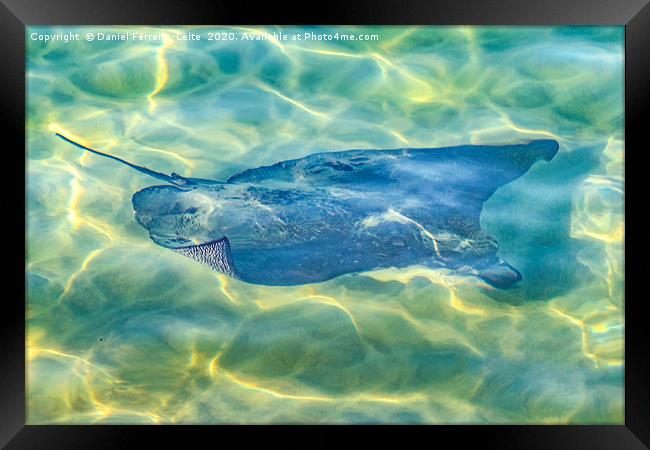 Stingray at Pacific Ocean Framed Print by Daniel Ferreira-Leite