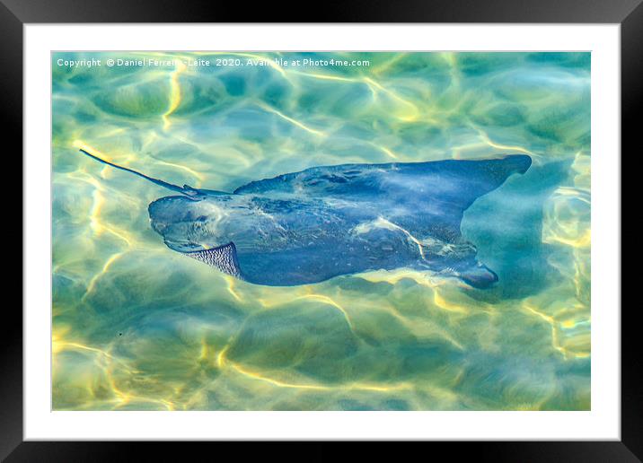 Stingray at Pacific Ocean Framed Mounted Print by Daniel Ferreira-Leite