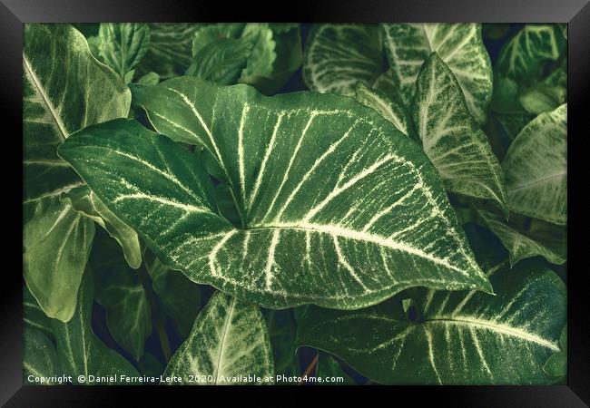 Green Plants at Home Yard Framed Print by Daniel Ferreira-Leite