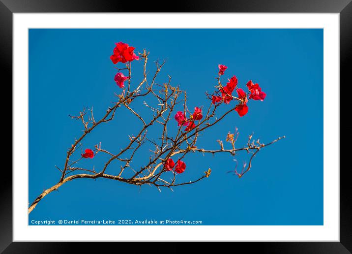 Santa Rita Flower Photo Framed Mounted Print by Daniel Ferreira-Leite