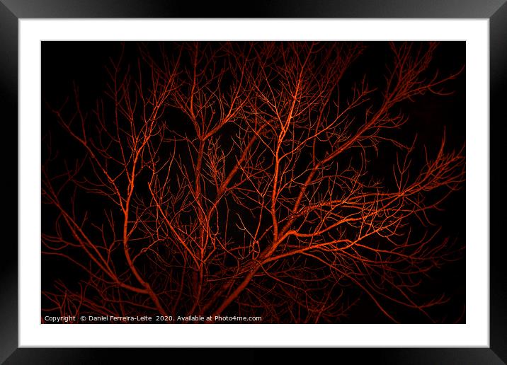 Night Scene Tree Landscape, San Juan, Argentina Framed Mounted Print by Daniel Ferreira-Leite