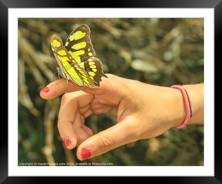Butterfly Sitting on Woman Finger Framed Mounted Print by Daniel Ferreira-Leite