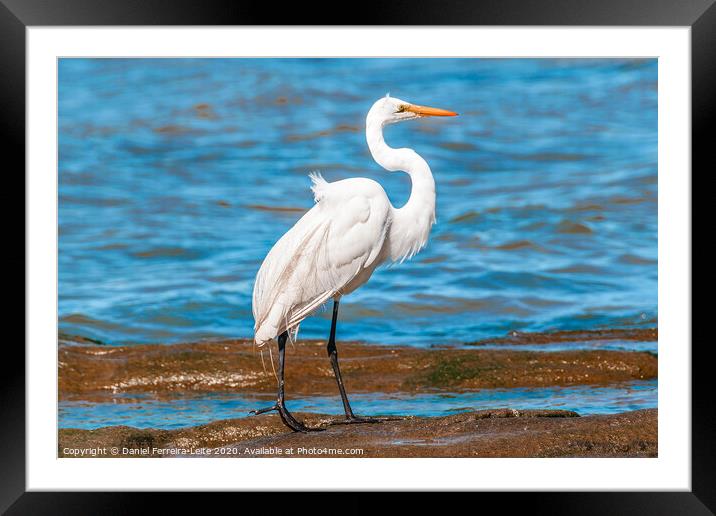 White Stork At Coast Beach, Montevideo, Uruguay Framed Mounted Print by Daniel Ferreira-Leite