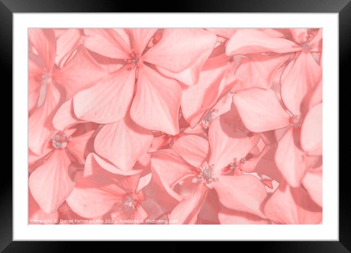 Coral Colored Hortensias Framed Mounted Print by Daniel Ferreira-Leite