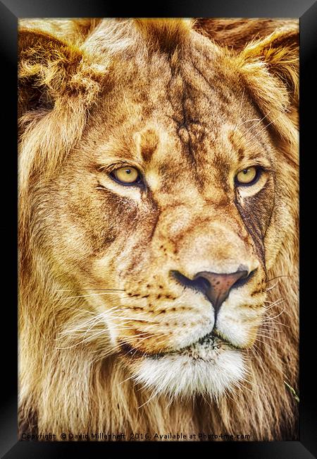 King of the Jungle Framed Print by David Millenheft