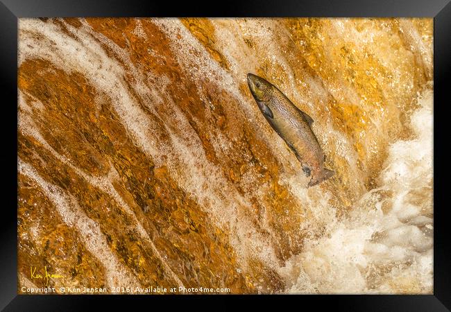 Salmon Leap Framed Print by Ken Jensen