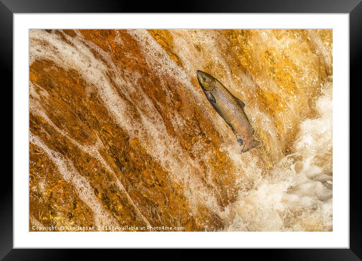 Salmon Leap Framed Mounted Print by Ken Jensen