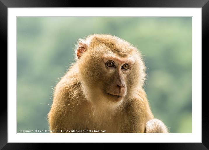 Wild Golden Silk Monkey Framed Mounted Print by Ken Jensen