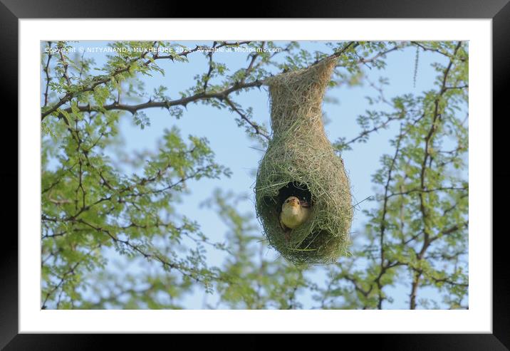 Plant tree Framed Mounted Print by NITYANANDA MUKHERJEE