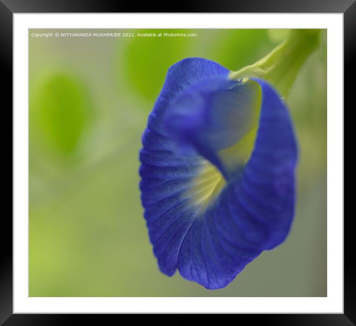 Plant flower Framed Mounted Print by NITYANANDA MUKHERJEE