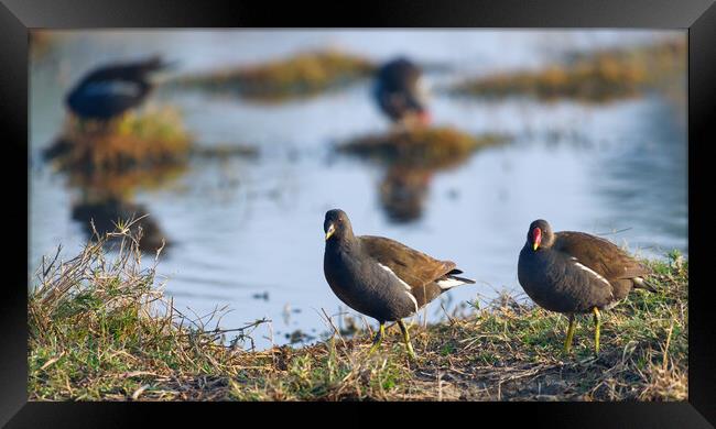 Animal bird Framed Print by NITYANANDA MUKHERJEE