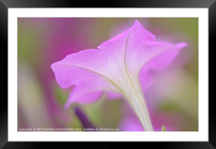 Plant flower Framed Mounted Print by NITYANANDA MUKHERJEE