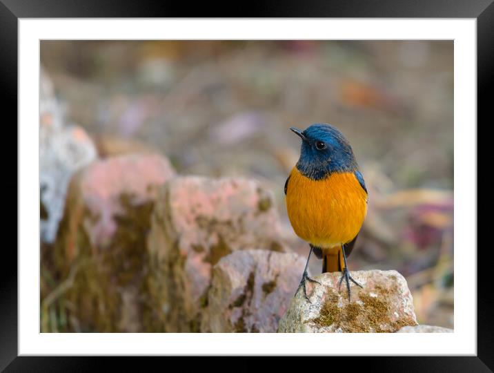 A colorful bird perched on a rock Framed Mounted Print by NITYANANDA MUKHERJEE