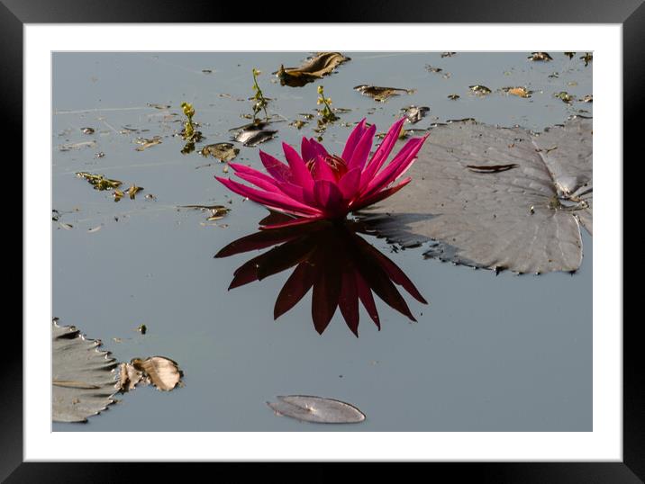 Plant flower Framed Mounted Print by NITYANANDA MUKHERJEE