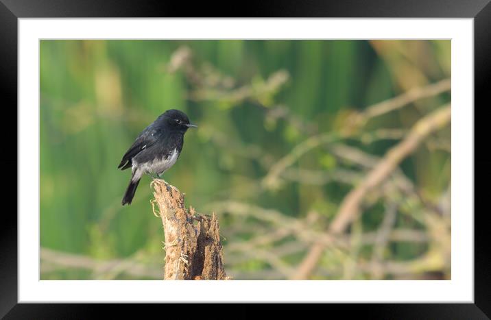 A small bird perched on a tree branch Framed Mounted Print by NITYANANDA MUKHERJEE