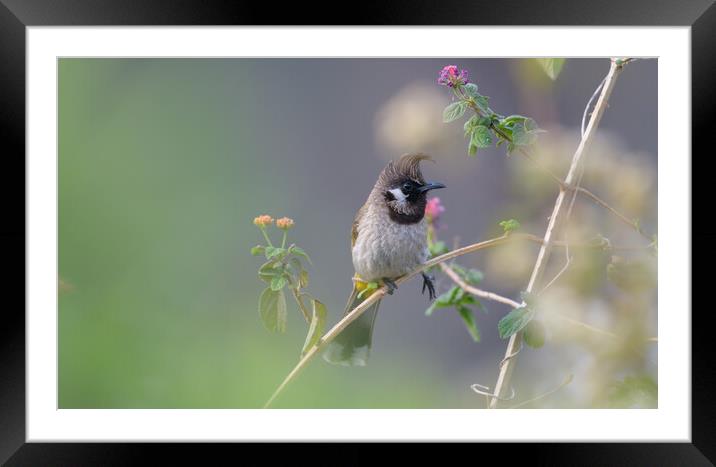 A small bird perched on a tree branch Framed Mounted Print by NITYANANDA MUKHERJEE
