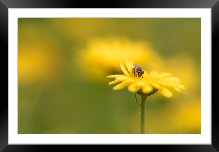 Engrossed in yellow Framed Mounted Print by NITYANANDA MUKHERJEE