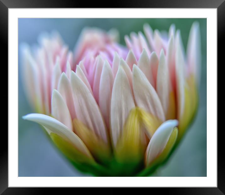 Beautiful Dahlia Flower Framed Mounted Print by NITYANANDA MUKHERJEE