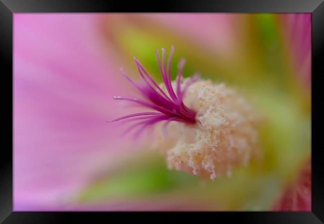 Flower  abstract Closeup Framed Print by NITYANANDA MUKHERJEE