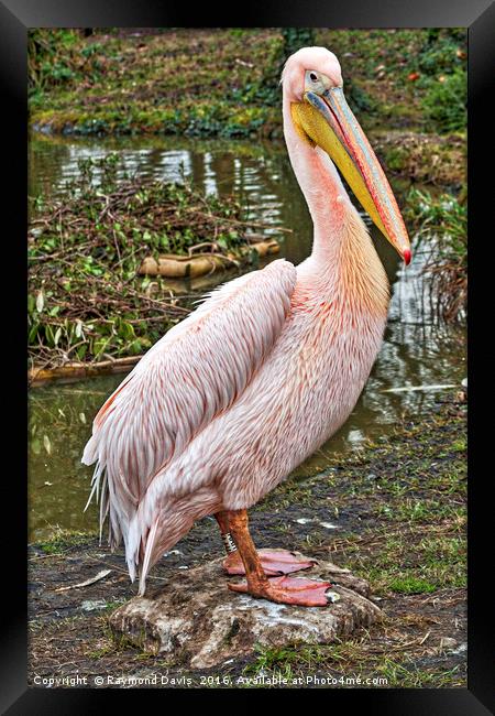 Pelican Framed Print by Raymond Davis