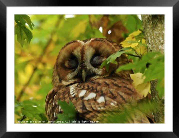 Taking a Nap Framed Mounted Print by Heather M Tanner